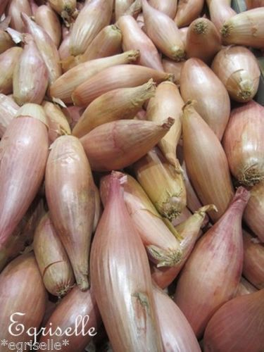 ♫ ECHALION 'Cuisse de Poulet' -Allium cepa ♫ 15 Graines proposées ♫