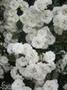 ♫ ROSIER Liane Ancien 'Blanc Double Fleur' - Rosa ♫ 7 Graines Proposées ♫