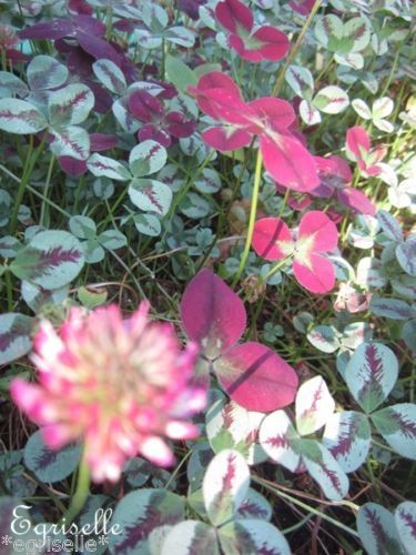 ♫ TREFLE Décoratif "Mélange" - Trifolium ♫ + 20 Graines Proposées ♫