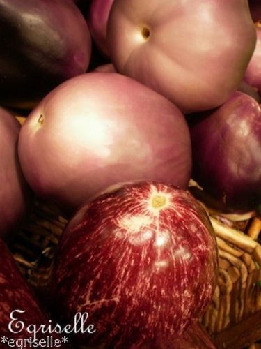 ♫ AUBERGINE 'Lao Lavender' - Solanum melongena ♫ 12 Graines Proposées ♫