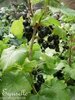 ♫ CASSISSIER 'Cassis Groseille Noire' -Rubus nigrum ♫ 5 Graines Proposées ♫