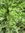 ♫ CHOU Frisé 'White Alaska' - Brassica ♫ 20 Graines Proposées ♫