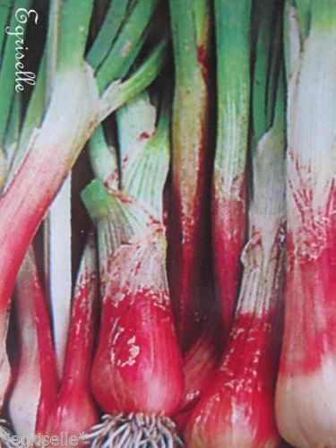 ♫ CIBOULE OIGNON 'North Holland BloodRed' -Allium ♫ 40 Graines Proposées ♫