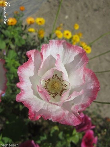 ♫ COQUELICOT Fleur en'Rosée - Papaver ♫ 50 Graines approximatif Proposées ♫