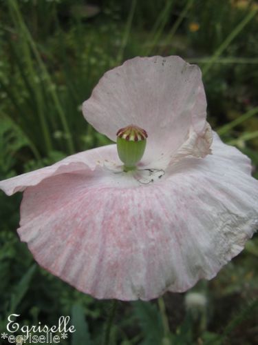 ♫ COQUELICOT Fleur Pâle Rosée - Papaver ♫ + 50 Graines approximatif Proposées ♫