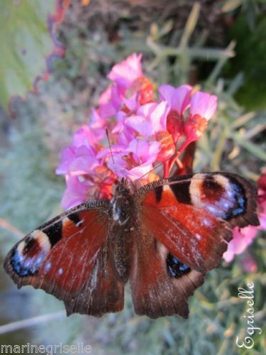 ♫ ARBRE aux Papillons 'Coloris Mélange' - Buddleja ♫ + 100 Graines Proposées ♫