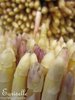 ♫ ASPERGE d'ARGENTEUIL -Asparagus officinalis ♫ 12 Graines Proposées ♫
