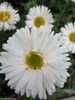 ♫ ASTER des ALPES à Fleurs Blanches ♫ + 20 Graines Proposées ♫