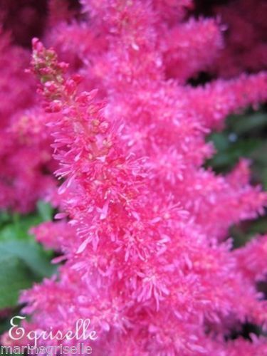 ♫ ASTILBE 'Fuchsia Drum and Bass' - Astilbe ♫ + 30 Graines Proposées ♫