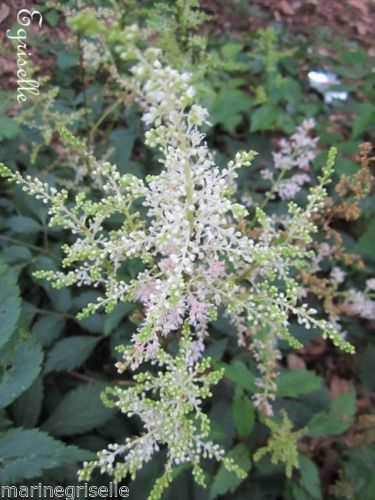 ♫ ASTILBE Naine 'Blanche' -Astilbe thunbergi ♫ +30 Graines Proposées ♫