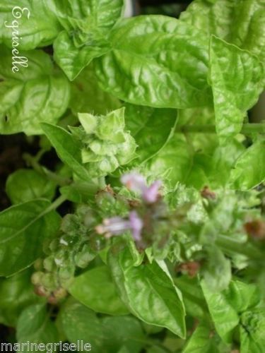 ♫ BASILIC 'Sweet Green' Ocimum basilic ♫ 200 Graines Proposées ♫