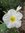 ♫ BELLE de NUIT 'Fleur Blanche' -Mirabilis Jalapa ♫ 10 Graines Proposées ♫