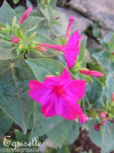 ♫ BELLE de NUIT 'Fleur Fuchsia' -Mirabilis Jalapa ♫ 12 Graines Proposées ♫