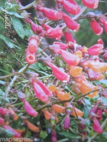♫ BIGNONE du Chili 'Anglia Varié' - Eccremocarpus ♫ 10 Graines Proposées ♫