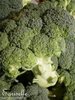 ♫ BROCOLI 'à Jet Vert' -Brassica oleracea italica ♫ 50 Graines Proposées ♫