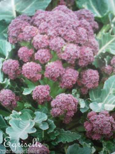 ♫ BROCOLI 'à Jet Violet' - Brassica oleracea ital ♫ 25 Graines Proposées ♫