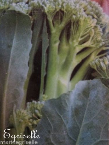 ♫ BROCOLI 'Tige Verte 'Apollo' -Brassica oleracea ♫ 20 Graines Proposées ♫