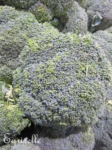 ♫ BROCOLI 'Tout Mélangé' - Brassica oleracea ♫ + 50 Graines Proposées ♫