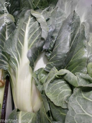 ♫ CHOU CHINOIS 'Spoon Pak Choi' - Brassica ♫ 25 Graines Proposées ♫