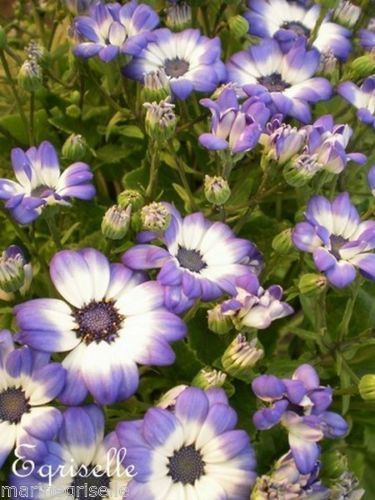 ♫ CINERAIRE 'Bleu Violet' - Cineraria ♫ 12 Graines Proposées ♫