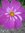 ♫ COSMOS Sensation 'Double Click Violet' Cosmos bipinnatus ♫ 15 Graines Proposées ♫