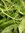 ♫ EPINARD Oriental 'Mikado' - Spinacia oleracea ♫ 30 Graines ♫