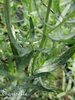♫ ESTRAGON 'Tout Mélange' - Artemisia ♫ + 80 Graines ♫