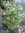 ♫ EUPHORBE 'Characias' - Euphorbia ♫ 6 Graines ♫