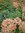 ♫ EUPHORBE 'Redwing' - Euphorbia ♫ 6 Graines ♫