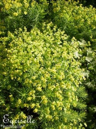 ♫ EUPHORBE 'Tout Mélange' - Euphorbia ♫ 7 Graines ♫