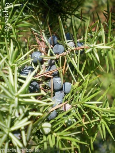 ♫ GENEVRIER Baies de GENIEVRE -Juniperus ♫ 6 Graines ♫