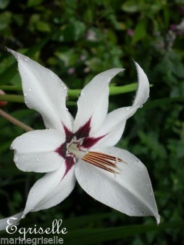 ♫ GLAIEUL d'Abyssinie Bicolore - Gladiolus callianthus ♫ 5 Graines ♫
