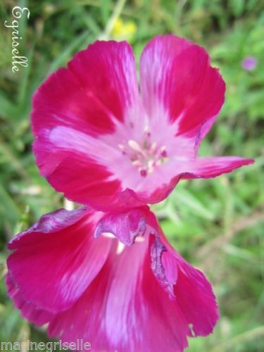 ♫ GODETIA Fleur de Satin Fuchsia - Godetia amoena ♫ 50 Graines ♫