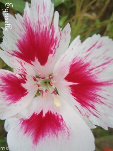 ♫ GODETIA 'Fleur de Satin Rose Bicolore-Marbrée' ♫ 30 Graines ♫