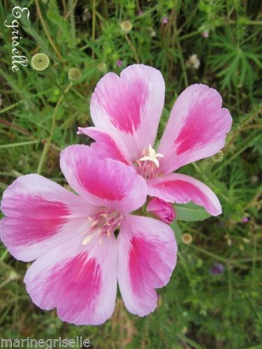 ♫ GODETIA 'Fleur de Satin Rose Fuchsia Bicoloré' ♫ 30 Graines ♫
