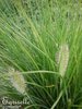 ♫ GRAMINEE "Lowlander" - Setaria Italica ♫ 20 Graines ♫