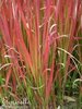 ♫ GRAMINEE 'RED BARON' -Imperata cylindrica ♫ 12 Graines ♫