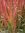 ♫ GRAMINEE 'RED BARON' -Imperata cylindrica ♫ 12 Graines ♫