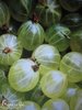 ♫ GROSEILLIER à Maquereau 'Vert' - Ribes uva crispa ♫ 5 Graines ♫