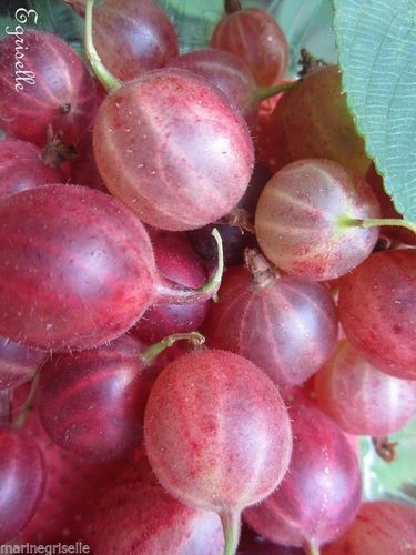 ♫ GROSEILLIER à Maquereau 'Rouge' -Ribes uva crispa ♫ 5 Graines ♫