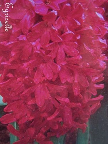 ♫ JACINTHE "Delph Red" - Hyacinthus orientalis ♫ 20 Graines ♫