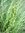 ♫ LAICHE à UTRICULES - Carex dilvulsa ♫ 20 Graines ♫
