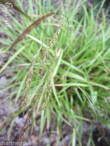 ♫ LAICHE des BOIS - Carex sylvatica ♫ 20 Graines ♫