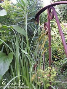 ♫ LAICHE 'des Marais' - Carex acutiformis ♫ + 20 Graines ♫