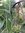 ♫ LAICHE 'des Marais' - Carex acutiformis ♫ + 20 Graines ♫