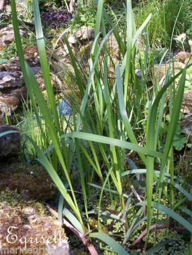 ♫ LAICHE 'des Rives' -Carex riparia ♫ 20 Graines ♫