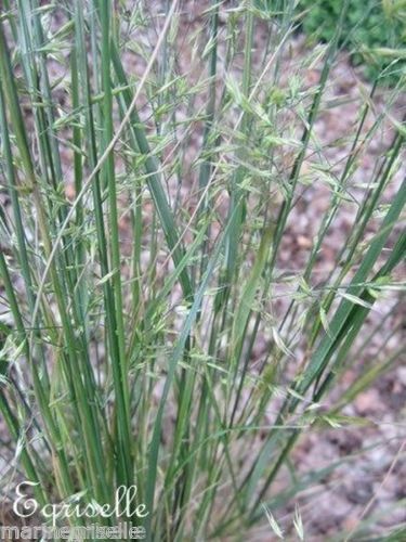 ♫ LAICHE Fausse BRIZE -Carex brizoïdes ♫ + 20 Graines ♫