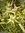 ♫ Laîche MASSUE des Marais Simple -Carex grayi ♫ 20 Graines ♫