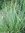 ♫ LAICHE Vert Jaunâtre - Carex demissa ♫ + 20 Graines ♫