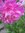 ♫ REINE MARGUERITE 'Plume d'Autruche Rose Fuchsia' ♫ 20 Graines ♫